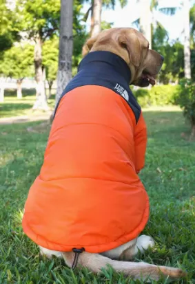 Dogface puffer thumbnail 2